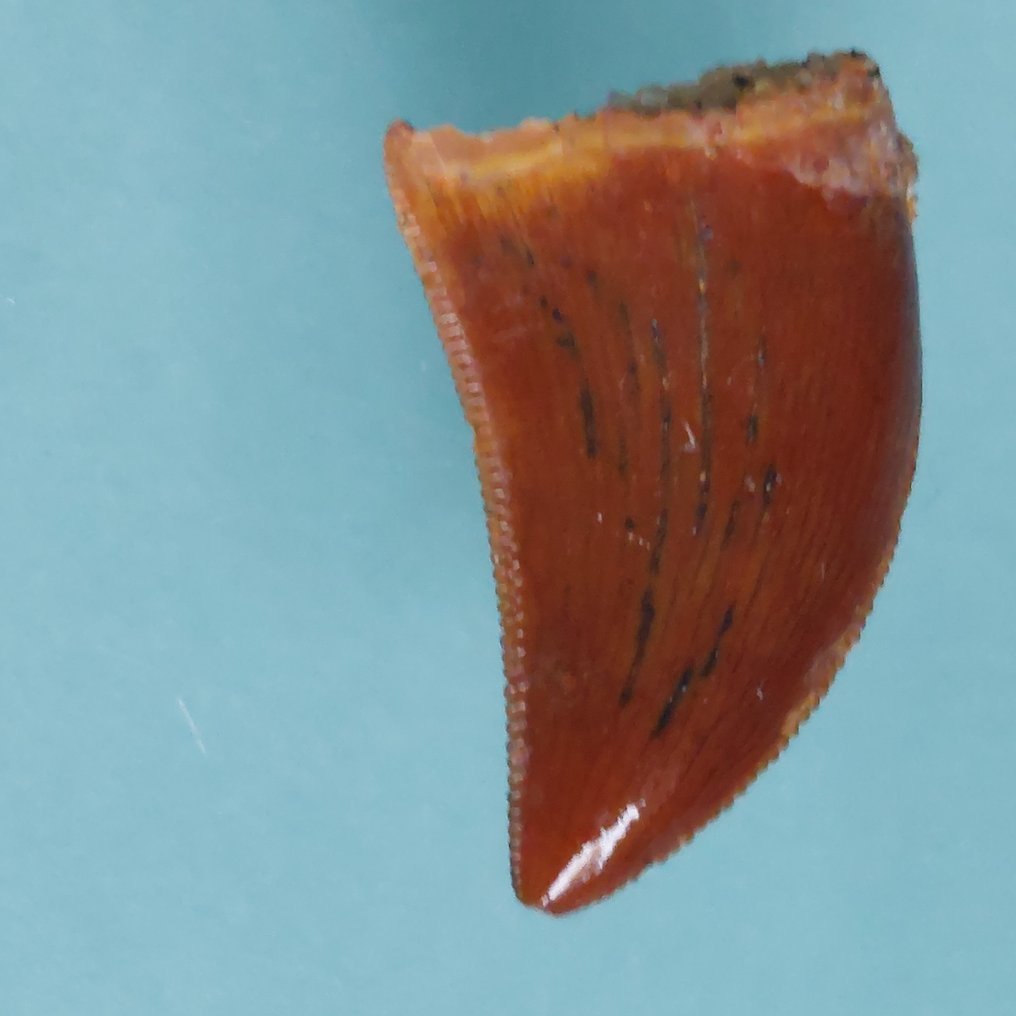 Dinoszaurusz - Fosszilis fog - Raptor Zahn von Dromaeosaurus sp. - 20 mm - 10 mm  (Nincs minimálár) #1.0