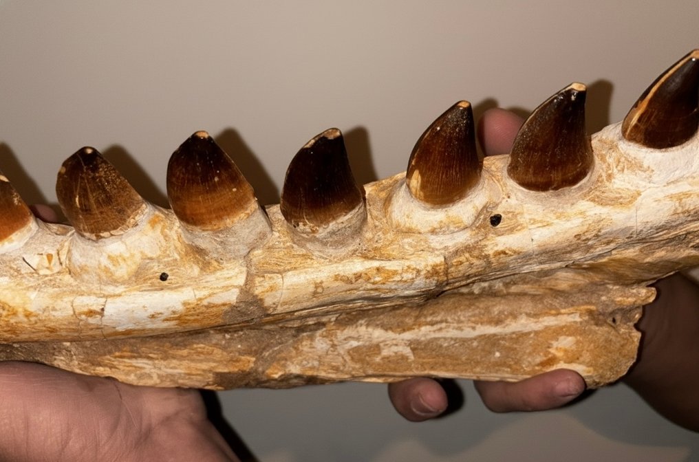 Mosasaurier Kiefer - Mandibula Fósil Mosassaurio - 55 cm - 7 cm - 5 cm - (1) #4.3