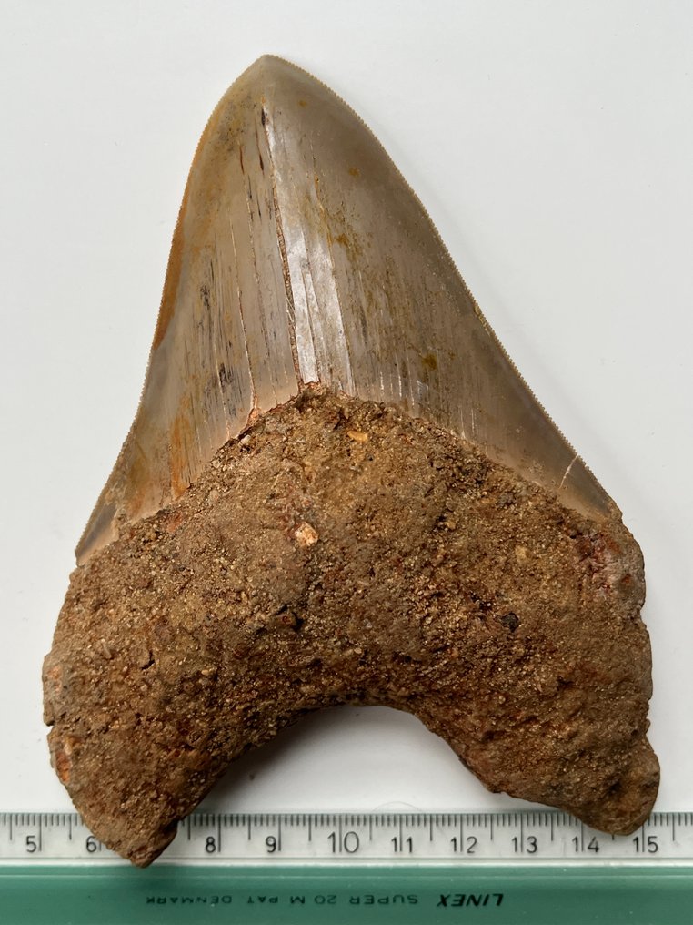 Τεράστιο δόντι Megalodon 13,8 εκ. - Απολιθωμένο δόντι - Carcharocles megalodon #4.3