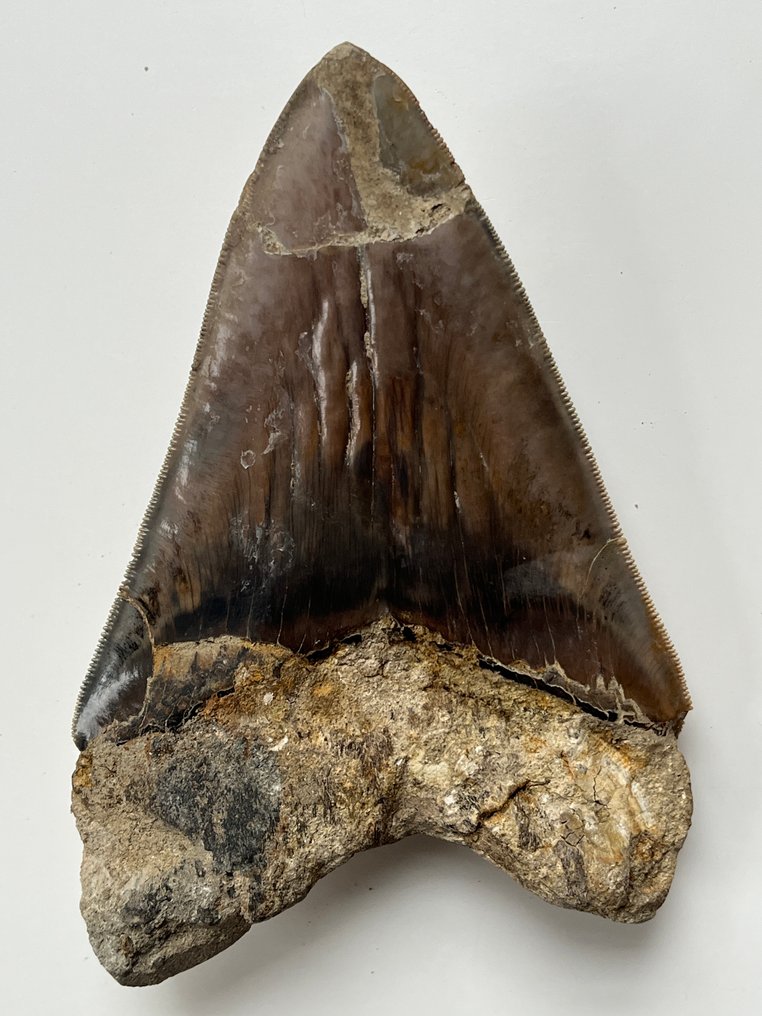 Dente gigante de Megalodon de 14,3 cm - Dente fóssil - Carcharocles megalodon  (Sem preço de reserva) #3.2