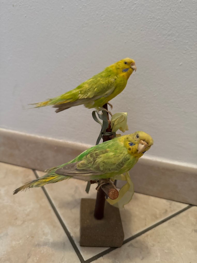 Θεματική συλλογή με ζώα - Budgerigar #1.0