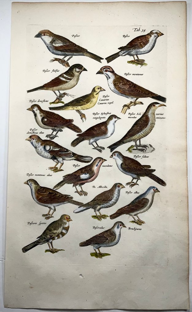 Matthäus Merian (1593-1650) handcol. Folio - Birds: Sparrows, Passerines - 1657 #2.1