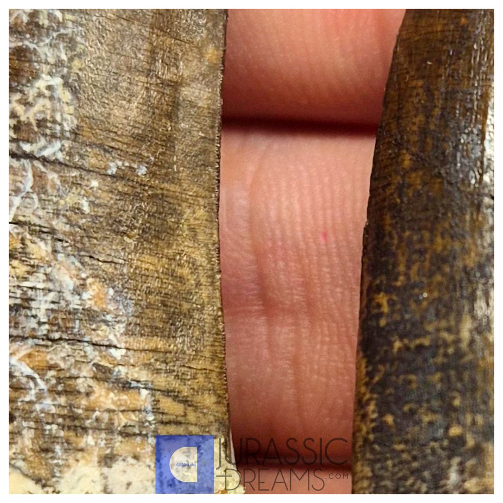 Fossil tooth - Amazing Set of 2 Partially Rooted Suchomimus tenerensis Spinosaurid Dinosaur Teeth - Visible Carina  (No reserve price) #4.3