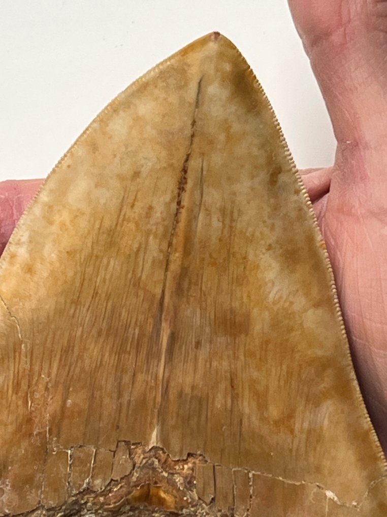 Τεράστιο δόντι Megalodon 13,9 εκ. - Απολιθωμένο δόντι - Carcharocles megalodon #2.1