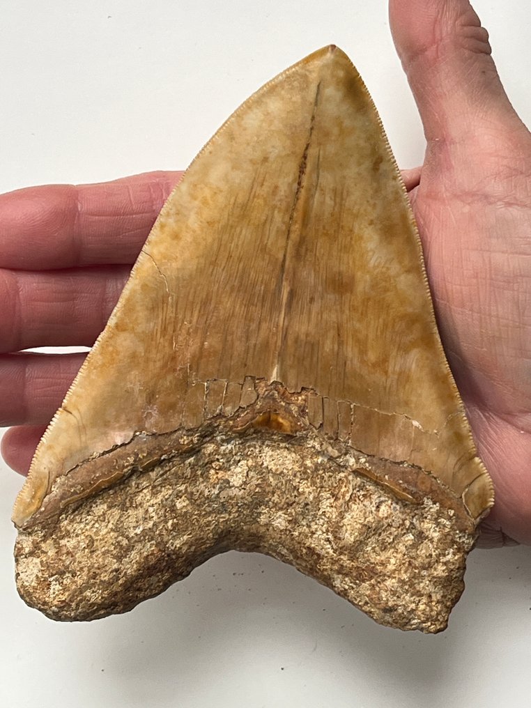 Τεράστιο δόντι Megalodon 13,9 εκ. - Απολιθωμένο δόντι - Carcharocles megalodon #1.0