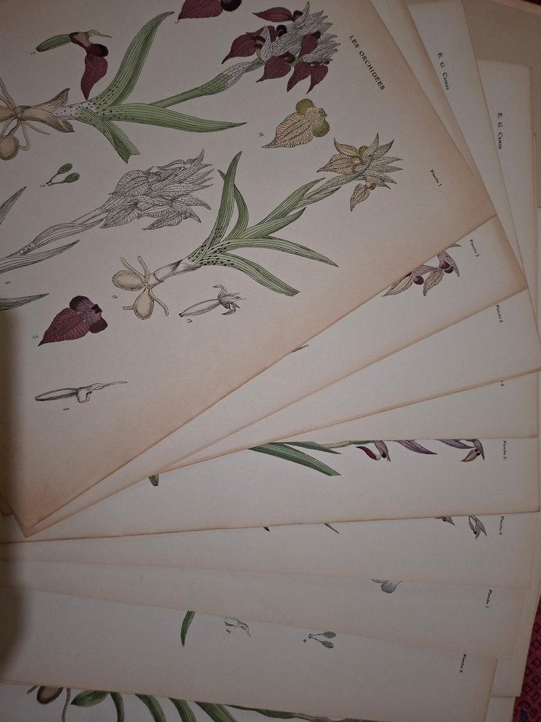 E. G. Camus - Iconographie des orchidées - 1921 #1.0