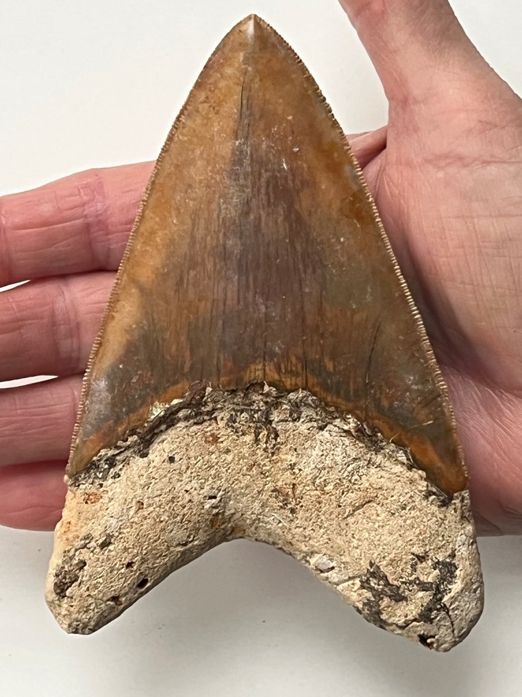 Τεράστιο δόντι Megalodon, 13,4 εκ. - Απολιθωμένο δόντι - Carcharocles megalodon #1.0