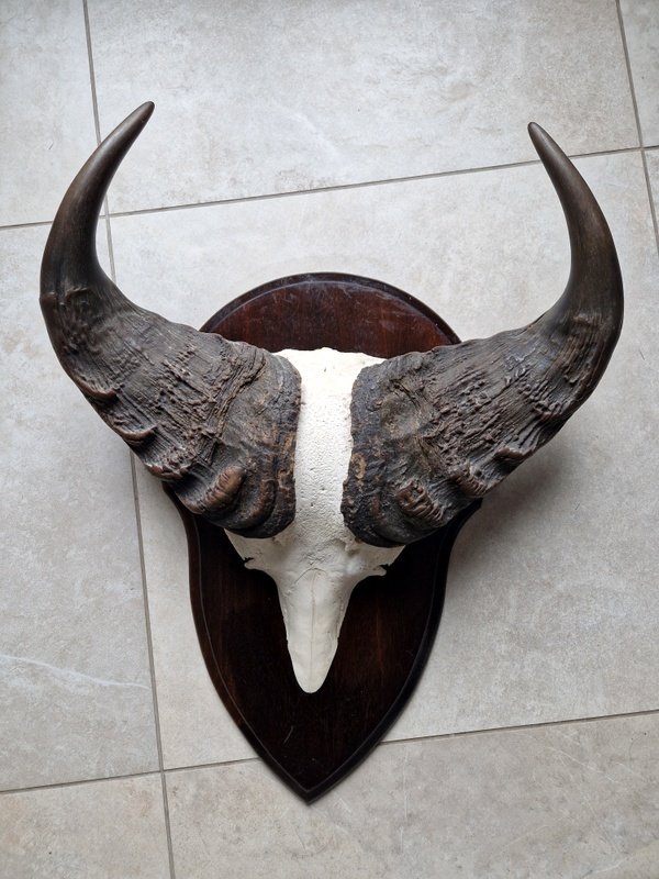 Trophée de chasse #1.0