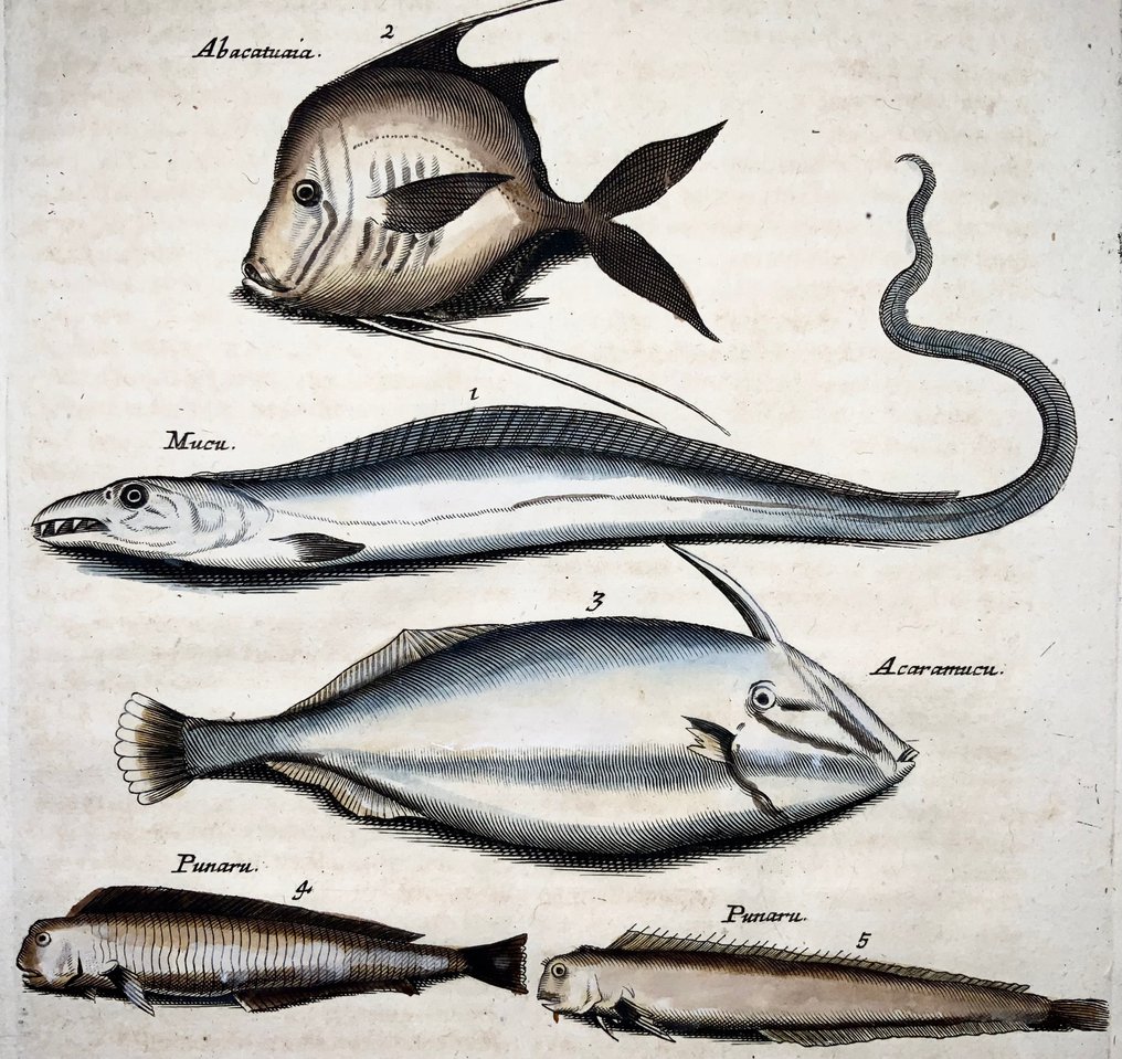 Matthäus Merian (1593-1650) - hand coloured engraving - Exotic fish, Swordfish - 1657 #1.0