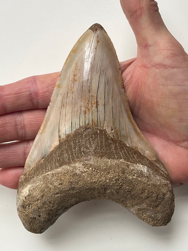 Riesiger Megalodon-Zahn, 14,5 cm - Fossiler Zahn - Carcharocles megalodon #1.0