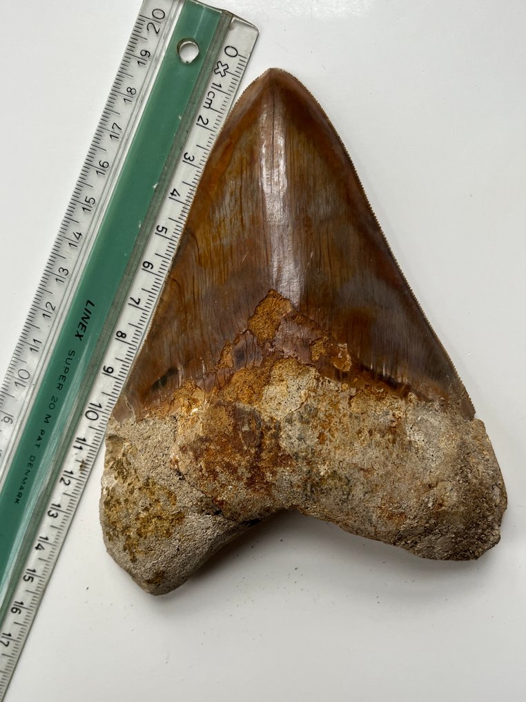 Τεράστιο δόντι Megalodon 14,3 εκ. - Απολιθωμένο δόντι - Carcharocles megalodon #3.2