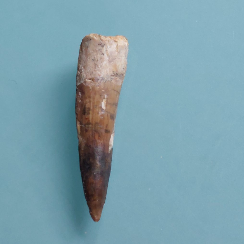 Dinosaur - Fossil tann - Spinosaurus aegyptiacus - 70 mm - 18 mm  (Ingen reservasjonspris) #2.1