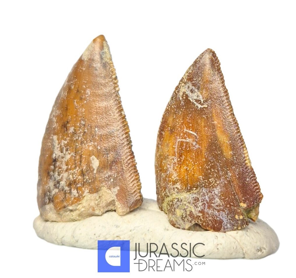 Fossil teeth - Set of 2 Unusual Huge Serrated Majungasaurus crenatissimus Abelisaurid Dinosaur Teeth  (No reserve price) #4.3