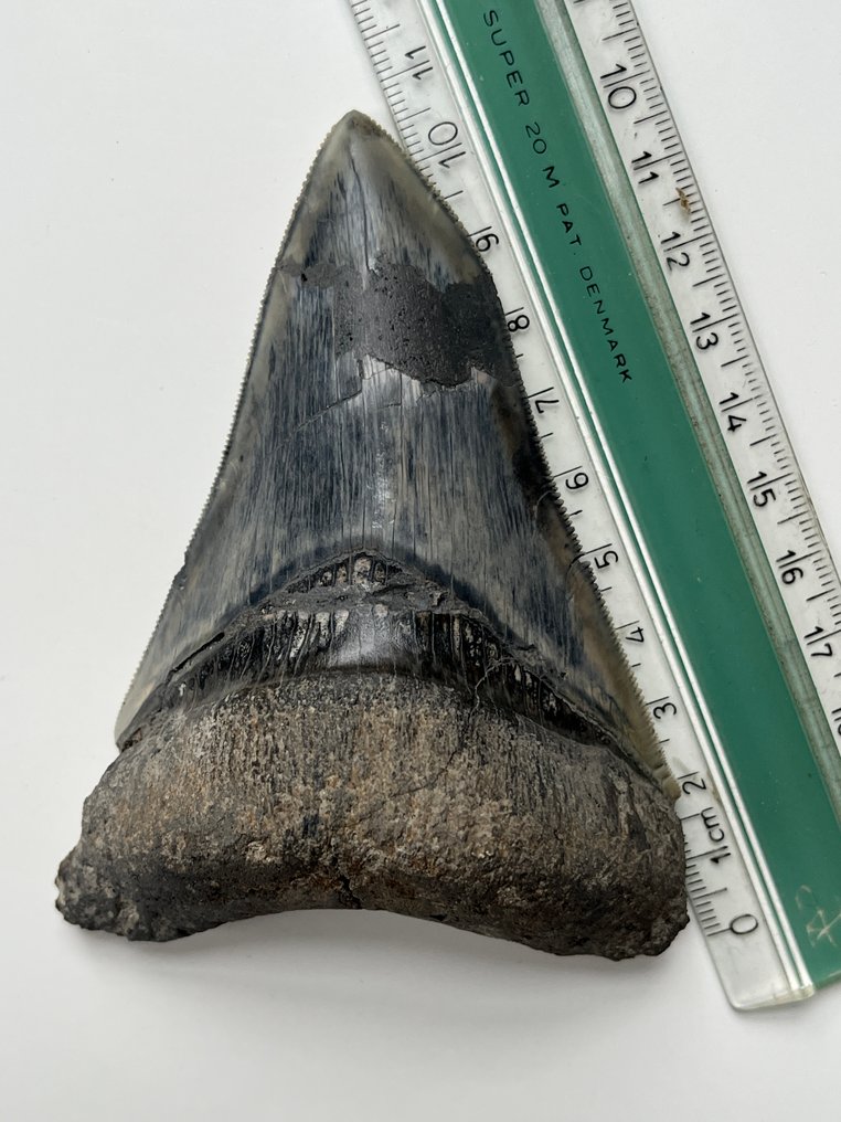 Δόντι Megalodon 10,9 εκ. - Απολιθωμένο δόντι - Carcharocles megalodon #2.1