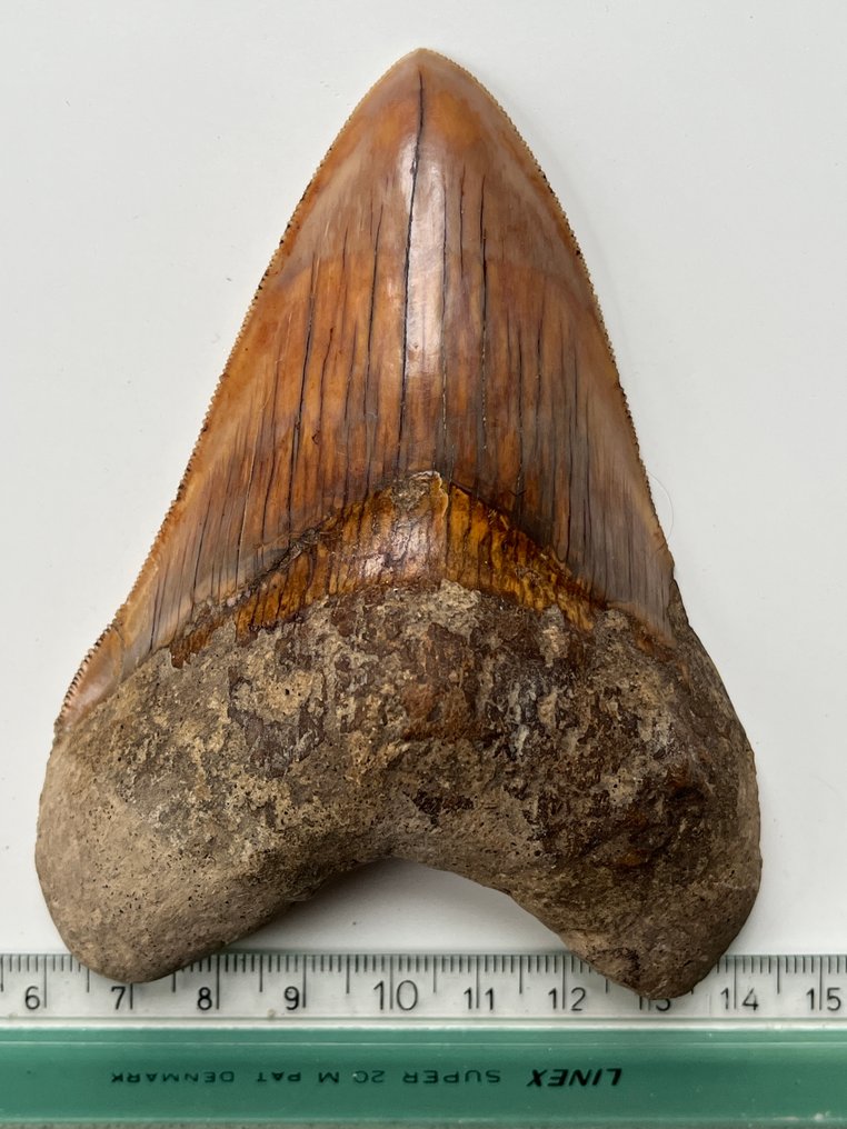 Megalodon tooth 11,1 cm - Fossil tooth - Carcharocles megalodon #4.3