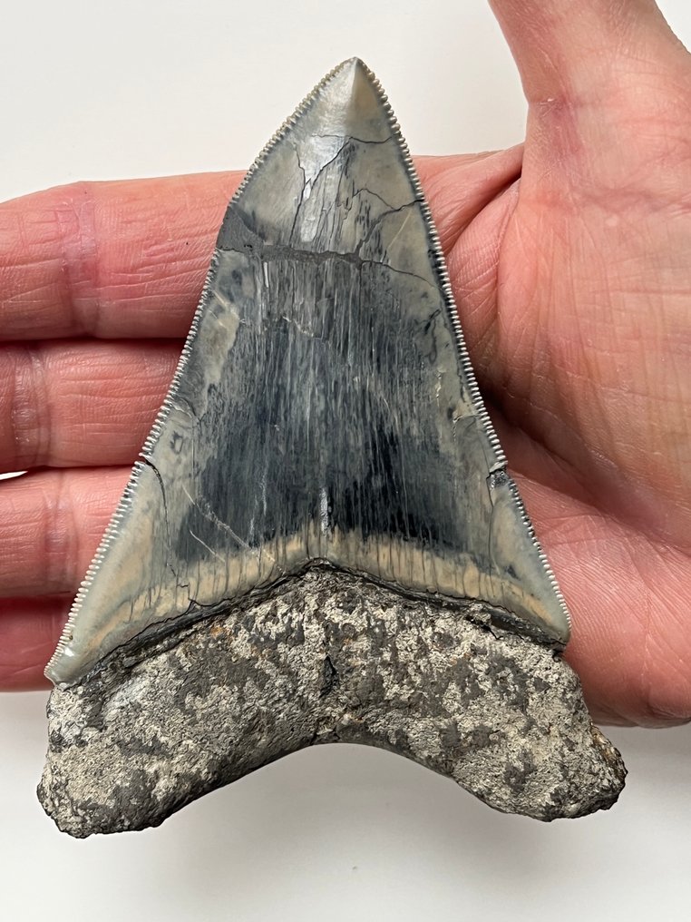 Δόντι Megalodon 10,9 εκ. - Απολιθωμένο δόντι - Carcharocles megalodon #1.0