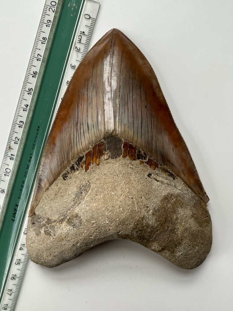 Τεράστιο δόντι Megalodon 14,7 εκ. - Απολιθωμένο δόντι - Carcharocles megalodon #3.2