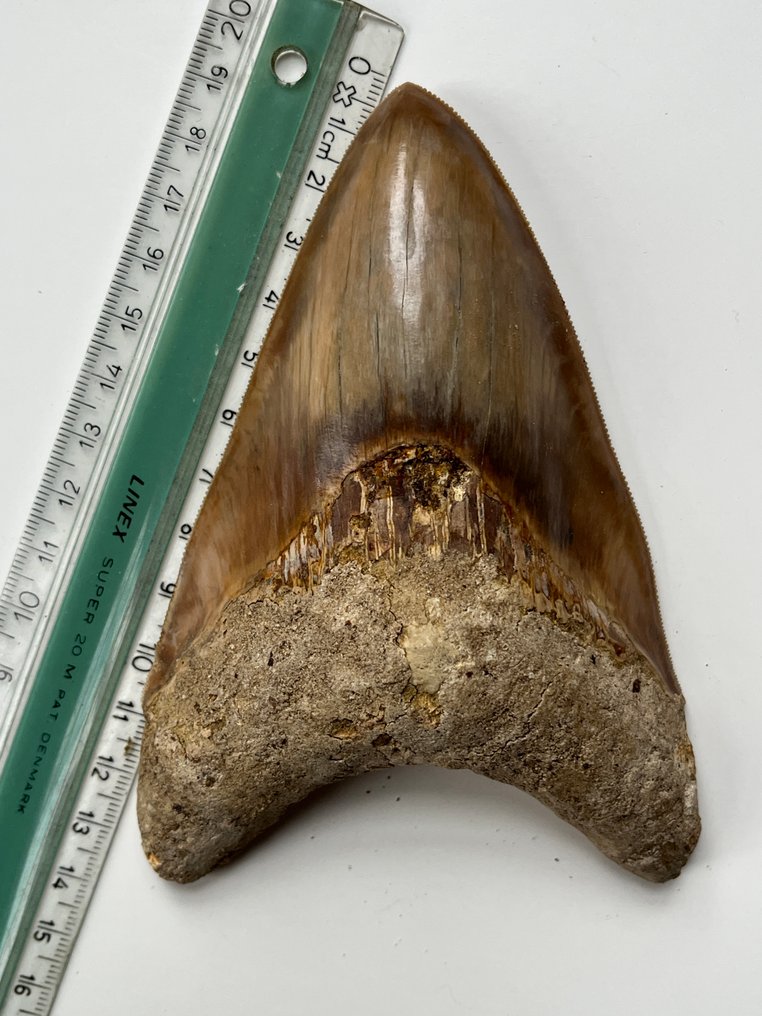 Μεγάλο δόντι Megalodon 13,5 εκ. - Απολιθωμένο δόντι - Carcharocles megalodon #3.2
