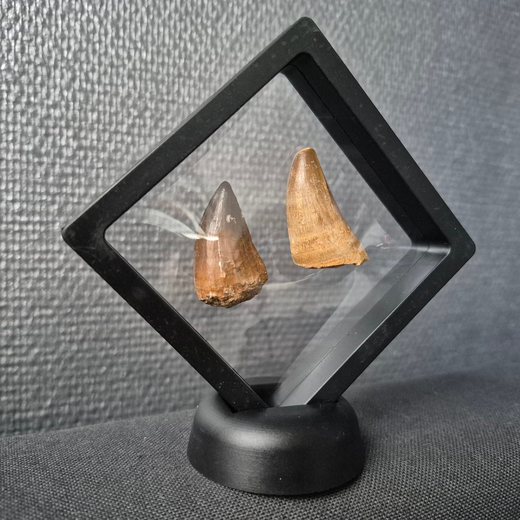 Mosasaurier - Fossiler Zahn - Unieke mosasaurus tanden Groot - 5 cm - 3 cm (Ohne mindestpreis) #1.0