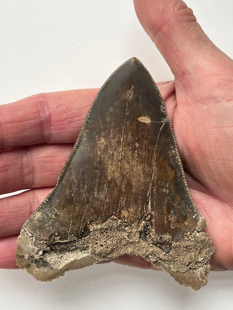 Dente di Megalodon 10,1 cm - Dente fossile - Carcharocles megalodon (Senza prezzo di riserva) #1.0