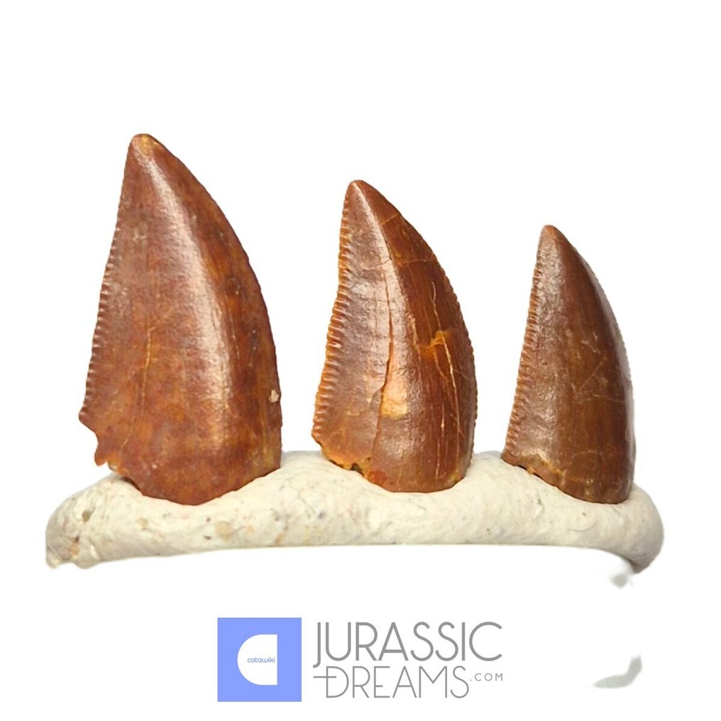 Denti fossili - Set of 3 Finest Quality Abelisaurid (cf Rugops sp) Dinosaur Teeth - Cretaceous KemKem Beds #1.0