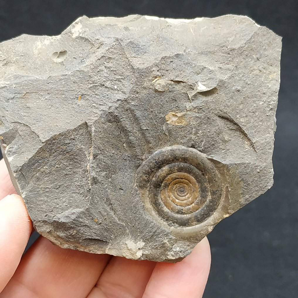 Ammonóide Devoniano - Animal fossilizado - Clymenia laevigata (Sem preço de reserva) #3.2