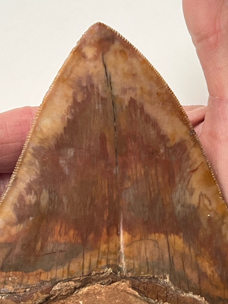 Kæmpe Megalodon-tand 14,5 cm - Fossil tand - Carcharocles megalodon #2.1