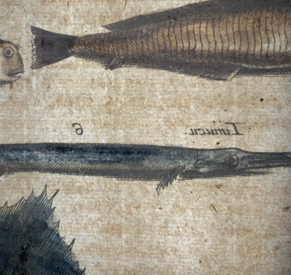 Matthäus Merian (1593-1650) - hand coloured engraving - Exotic fish, Swordfish - 1657 #4.3