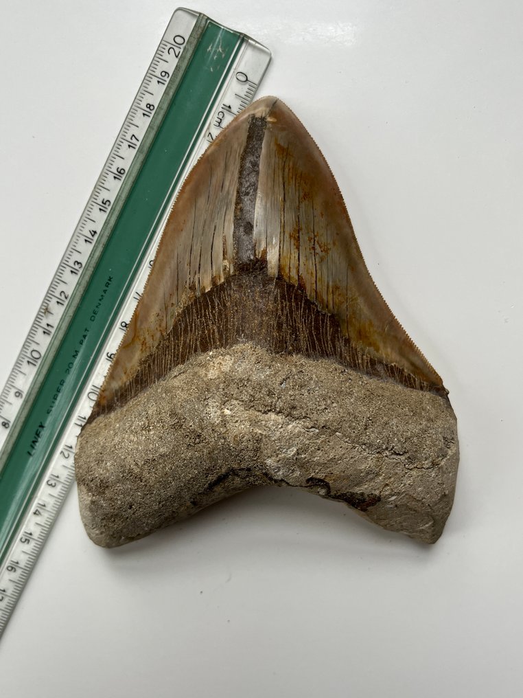 Dente di Megalodon enorme, 14,1 cm - Dente fossile - Carcharocles megalodon #3.2