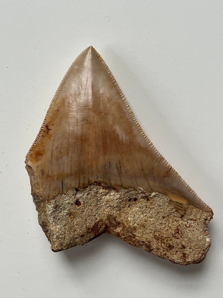 Megalodon tooth 8,3 cm - Fossil tooth - Carcharocles megalodon  (No reserve price) #4.3