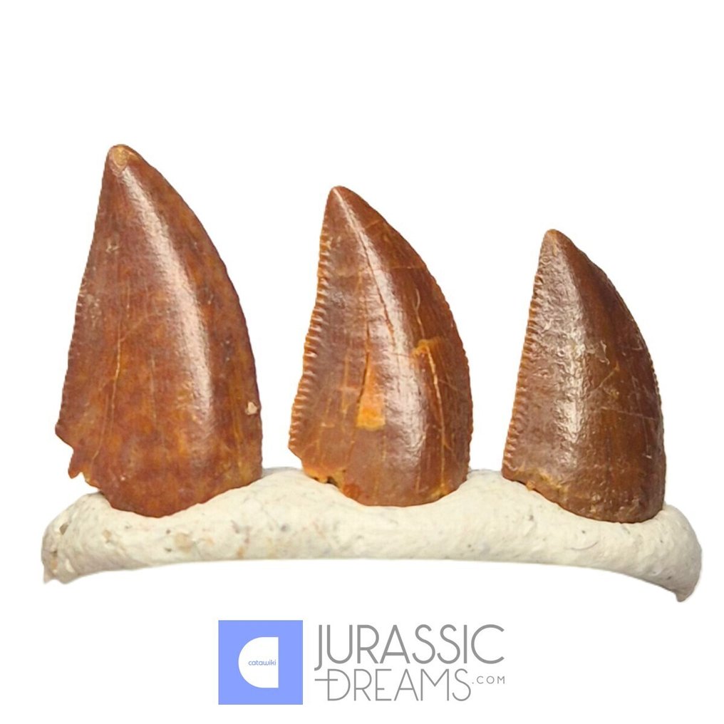 Denti fossili - Set of 3 Finest Quality Abelisaurid (cf Rugops sp) Dinosaur Teeth - Cretaceous KemKem Beds #4.3