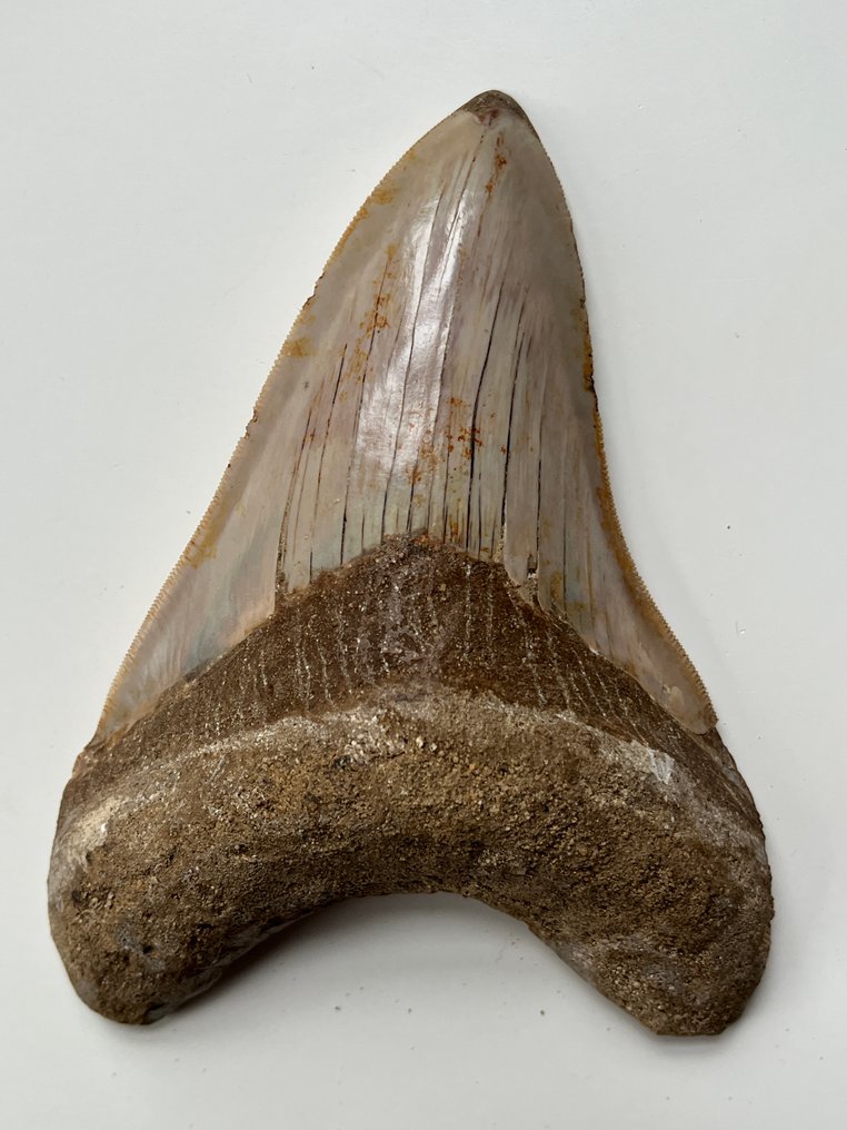 Riesiger Megalodon-Zahn, 14,5 cm - Fossiler Zahn - Carcharocles megalodon #4.3