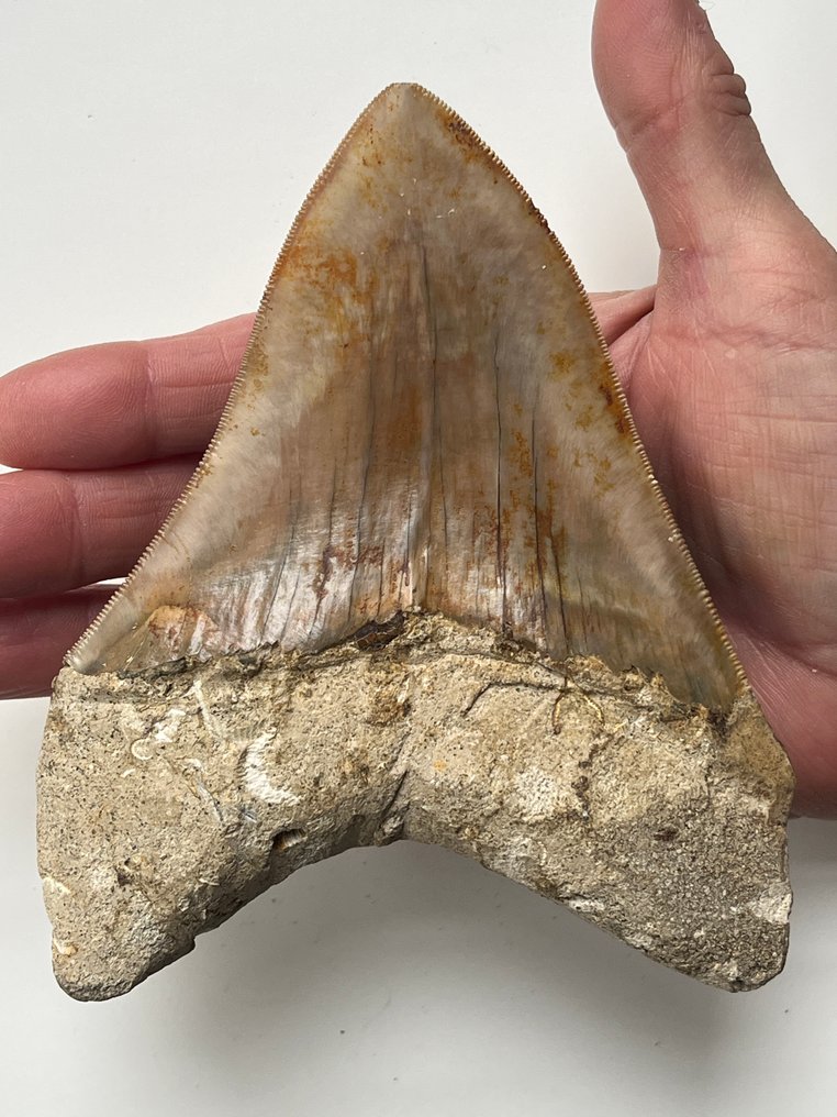 Dente di Megalodon enorme, 14,1 cm - Dente fossile - Carcharocles megalodon #1.0