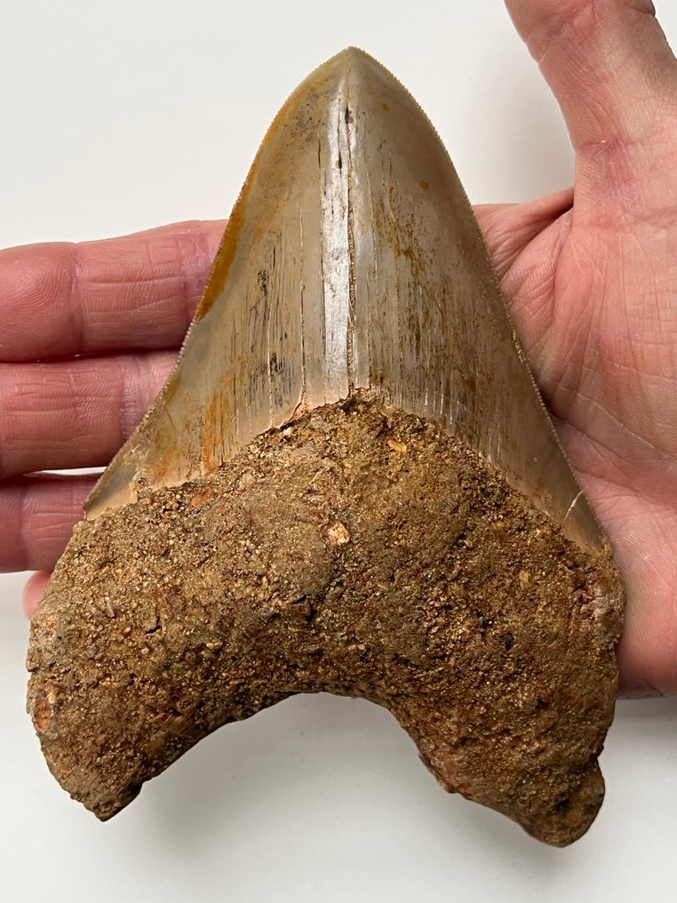 Τεράστιο δόντι Megalodon 13,8 εκ. - Απολιθωμένο δόντι - Carcharocles megalodon #1.0