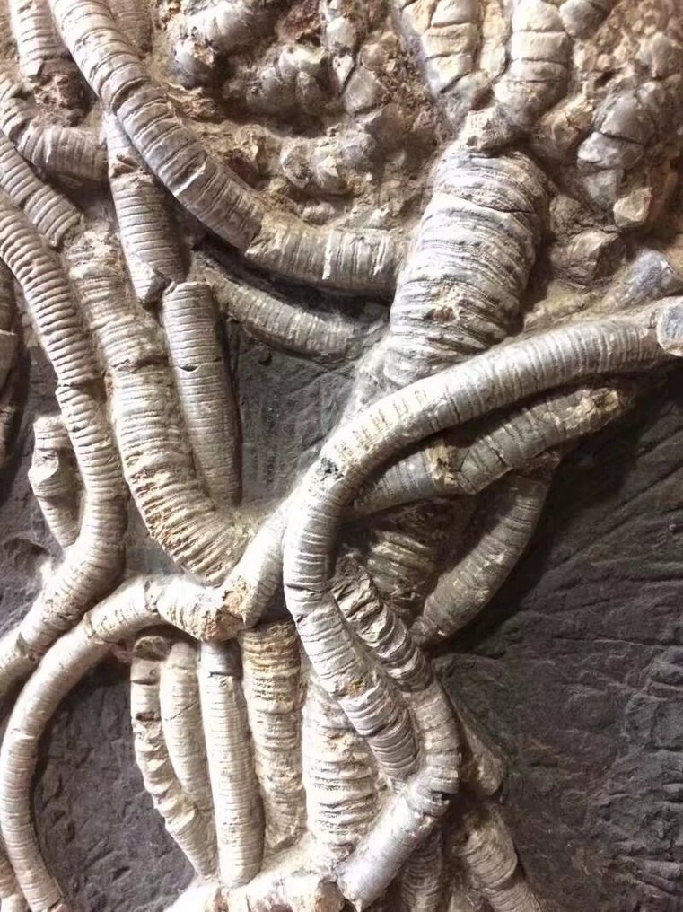 化石植物 - Traumatocrinus guanlingensis sp.nov - 50 cm - 40 cm #4.3