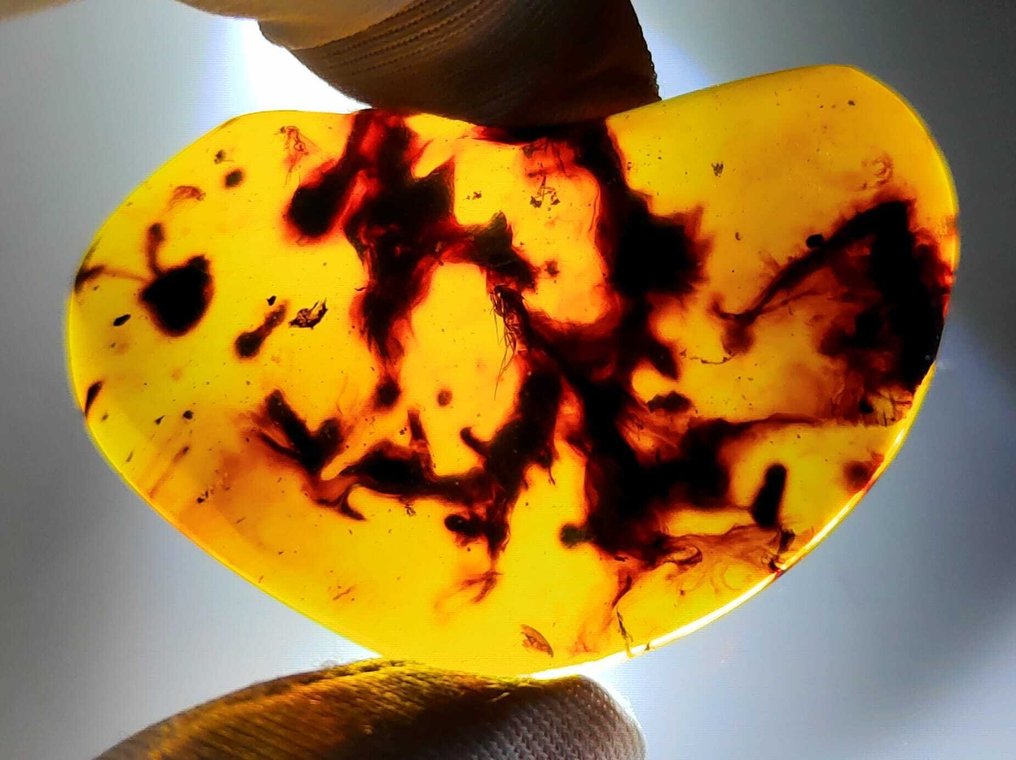 FOSSIL-AMAZING!! Dominican amber-70 cts- 14 g #2.1