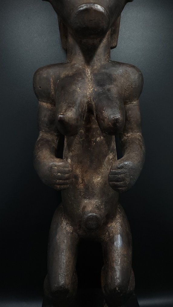 华丽的圣物箱守护者 - Fang - 加蓬 (没有保留价) #3.2