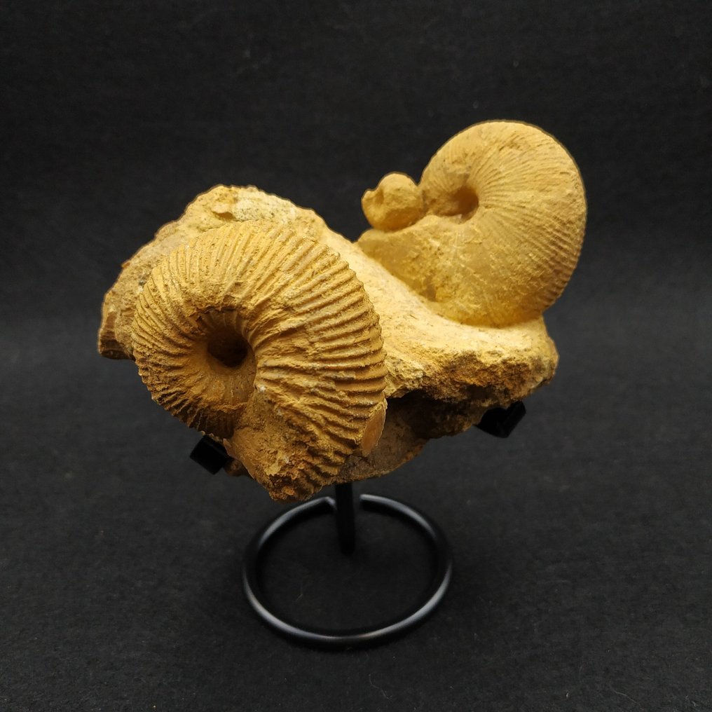 Bellissimi ammoniti - Animale fossilizzato - Macrocephalites sp.  (Senza prezzo di riserva) #3.2