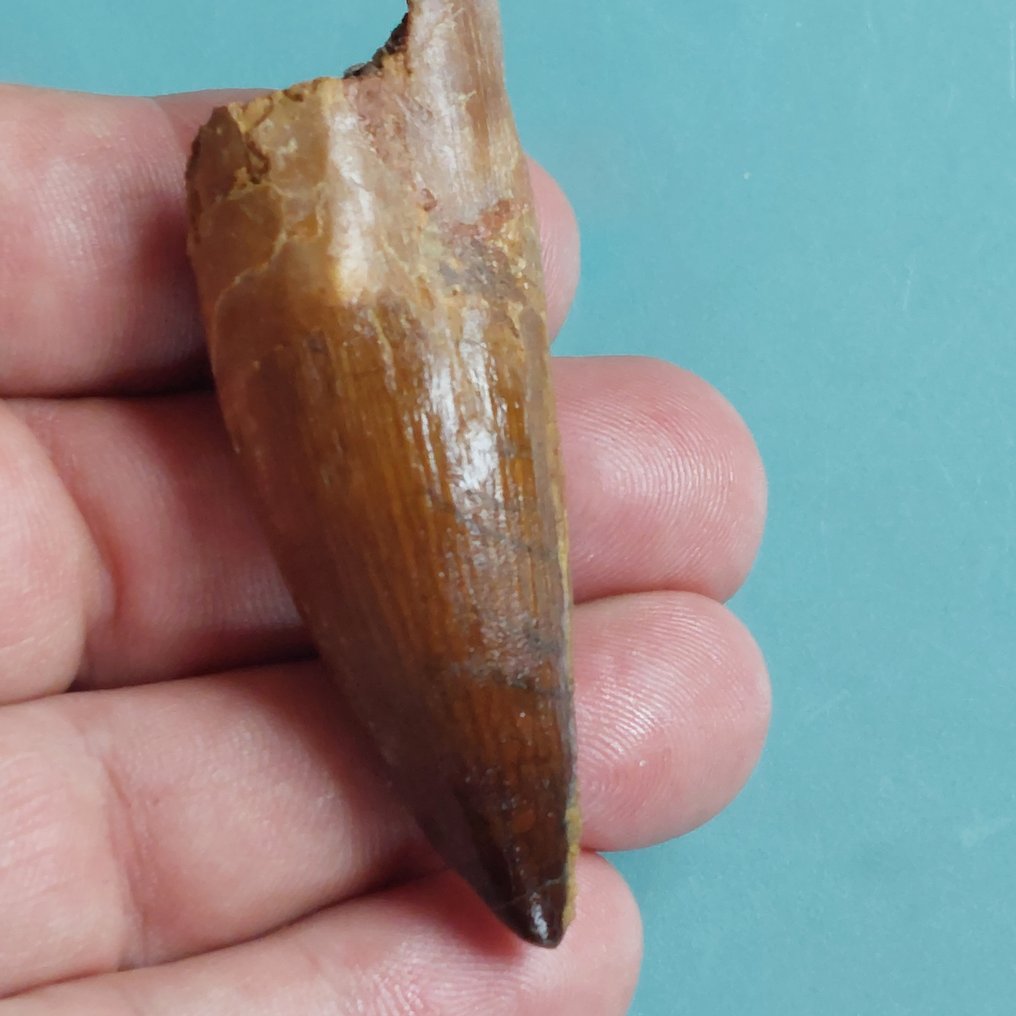 Dinoszaurusz - Fosszilis fog - Spinosaurus aegyptiacus - 67 mm - 22 mm #1.0