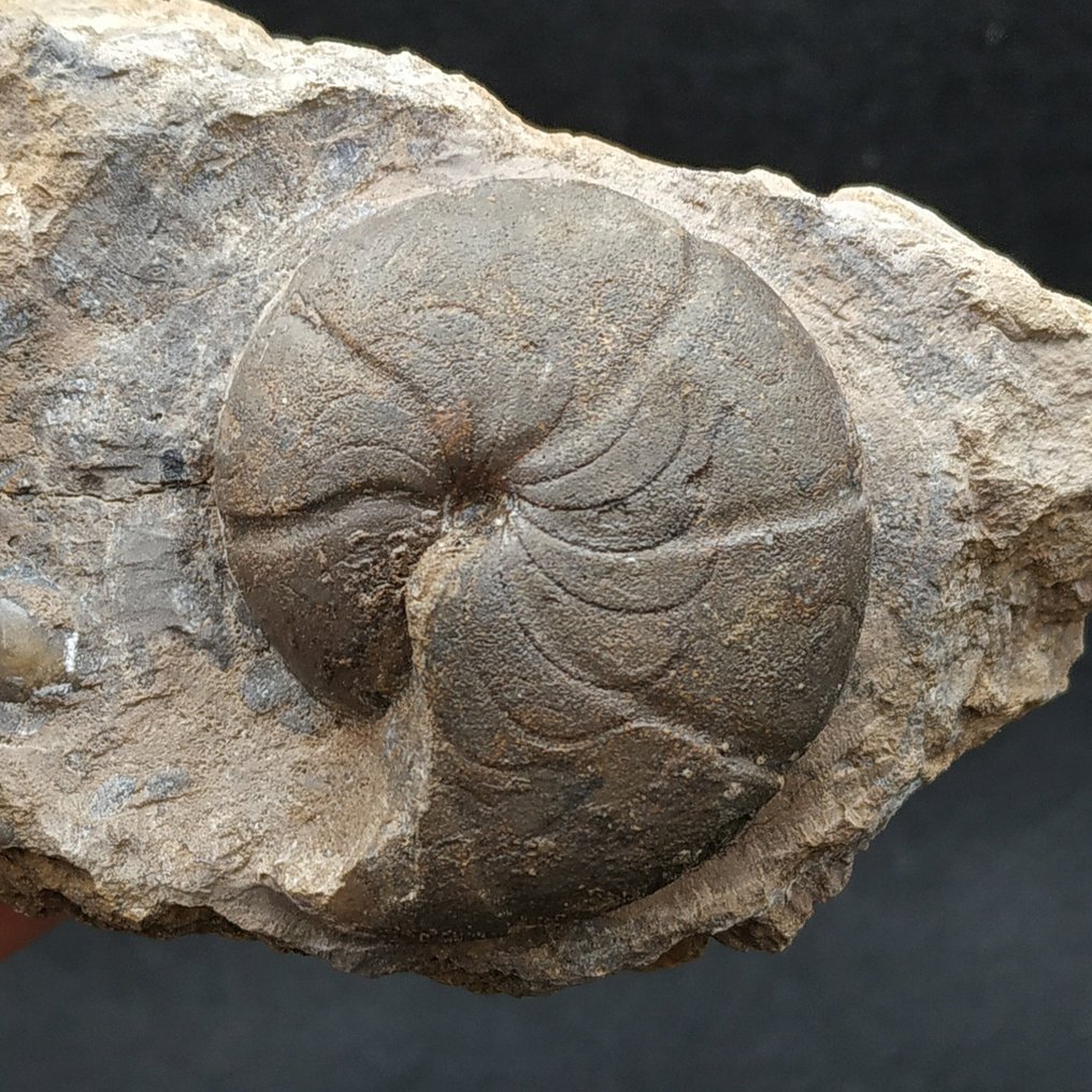 Ammonóide Devoniano - Animal fossilizado - Maeneceras subvaricatum  (Sem preço de reserva) #1.0