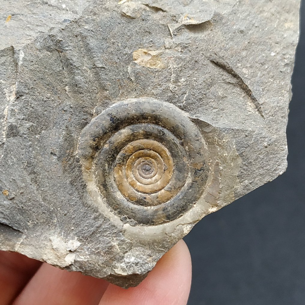 Ammonóide Devoniano - Animal fossilizado - Clymenia laevigata (Sem preço de reserva) #4.3