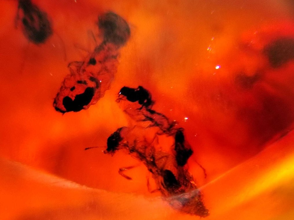 FOSSIL-AMAZING!! Dominikansk bärnsten - 40 ct- 8 g #3.2