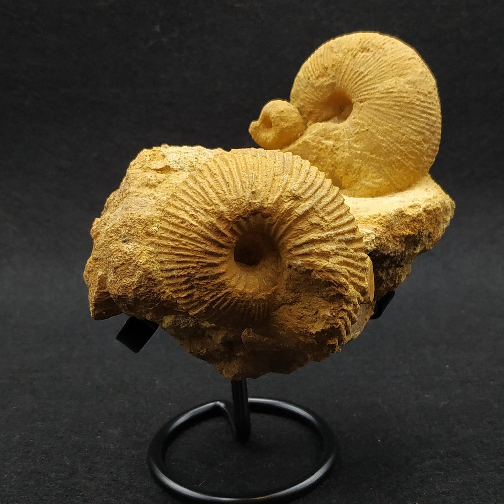 Bellissimi ammoniti - Animale fossilizzato - Macrocephalites sp.  (Senza prezzo di riserva) #2.1