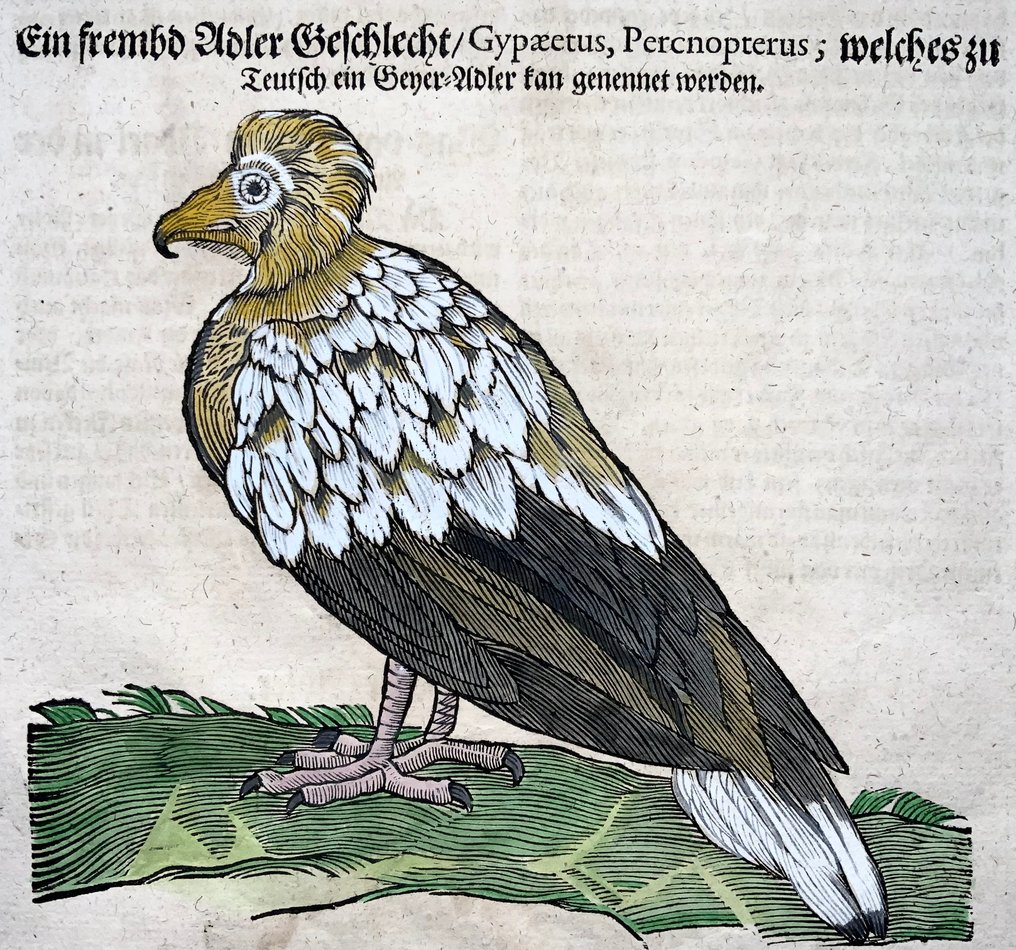 Conrad Gesner [1516-1565] - Eagle Vultures, ornithology, folio with 2 woodcuts - 1669 #1.0