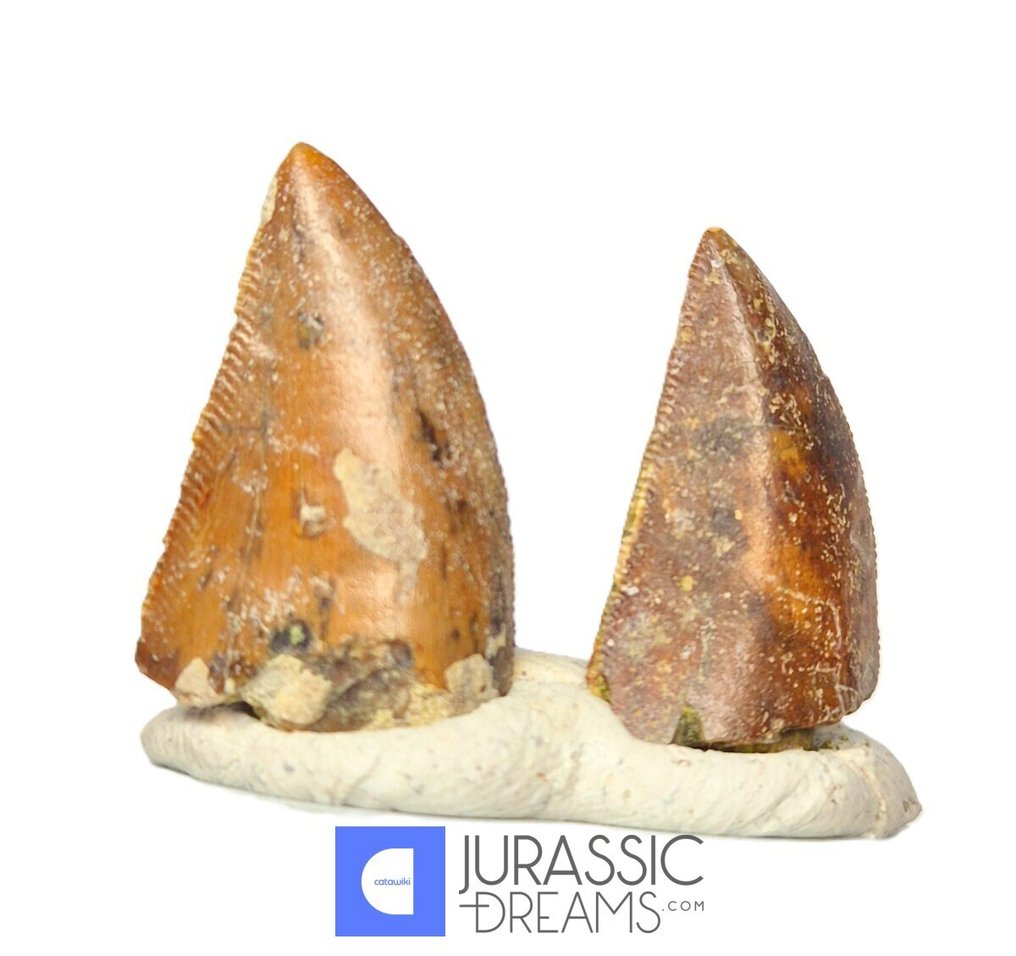 Fossil teeth - Set of 2 Unusual Huge Serrated Majungasaurus crenatissimus Abelisaurid Dinosaur Teeth  (No reserve price) #1.0