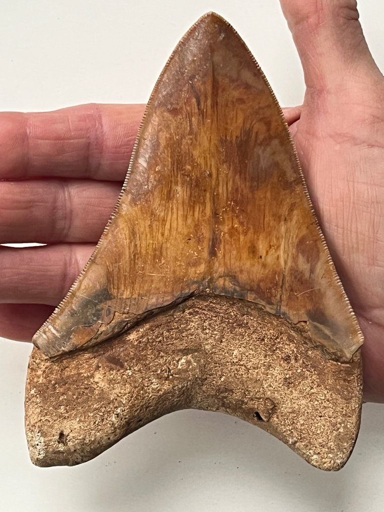 Dente di Megalodon enorme, 13,5 cm - Dente fossile - Carcharocles megalodon #1.0