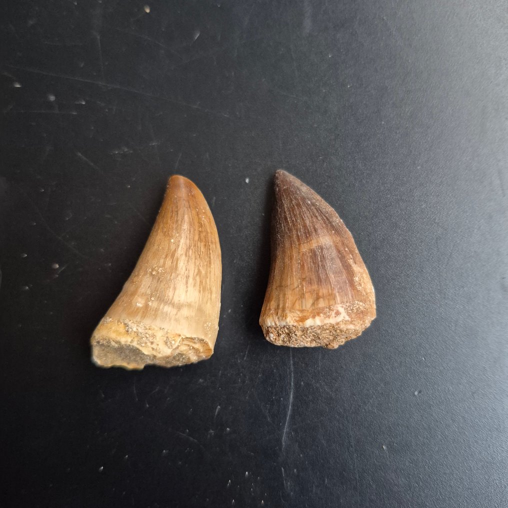 Mosasaurier - Fossiler Zahn - Unieke mosasaurus tanden Groot - 5 cm - 3 cm (Ohne mindestpreis) #2.1