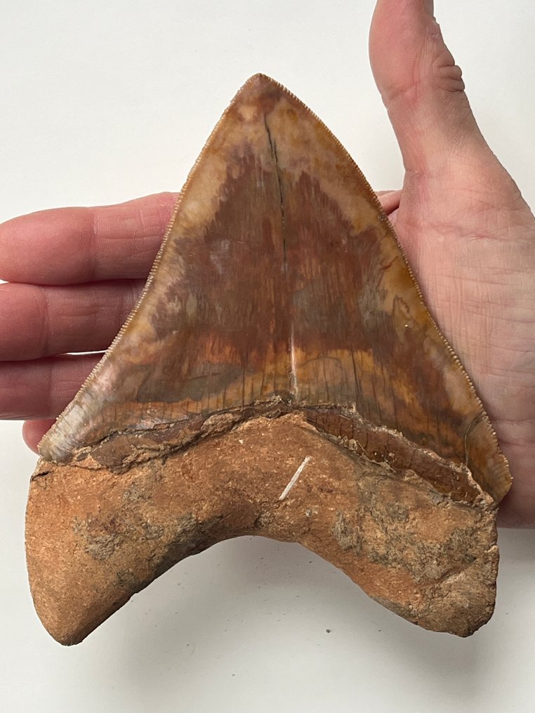 Kæmpe Megalodon-tand 14,5 cm - Fossil tand - Carcharocles megalodon #1.0