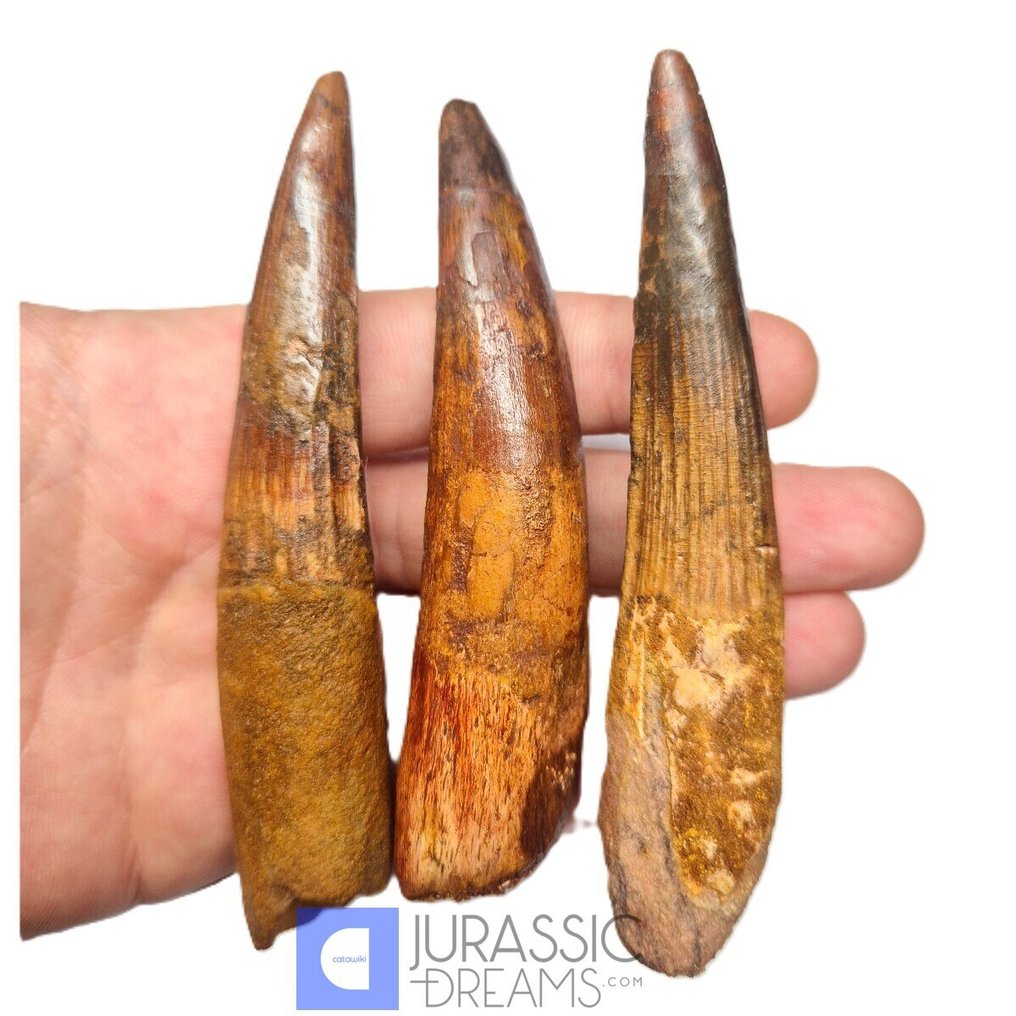 Σετ 3 μεγάλων αποκατεστημένων δοντιών Spinosaurus aegyptiacus - Κρητιδική Πεδιάδα KemKem - Απολιθωμένο δόντι (χωρίς τιμή ασφαλείας) #1.0