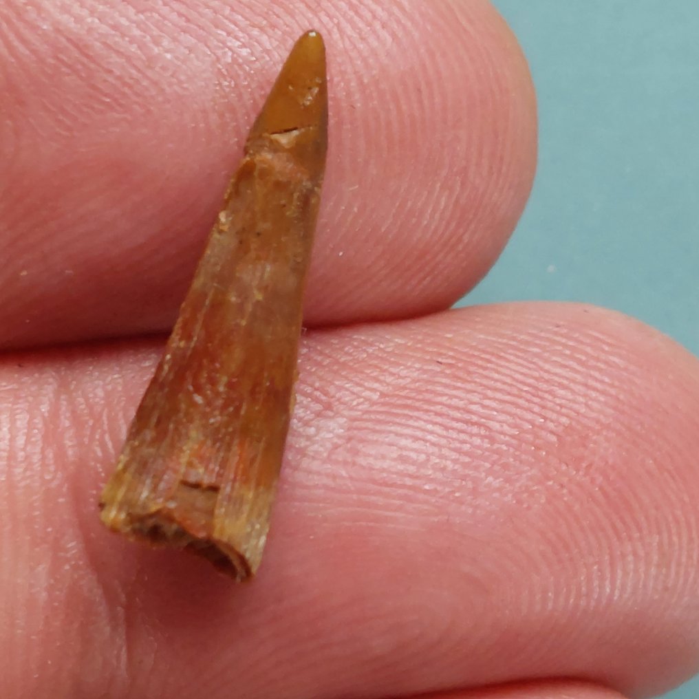 Pterosaur - Fossil tann - 24 mm - 10 mm (Ingen reservasjonspris) #1.0